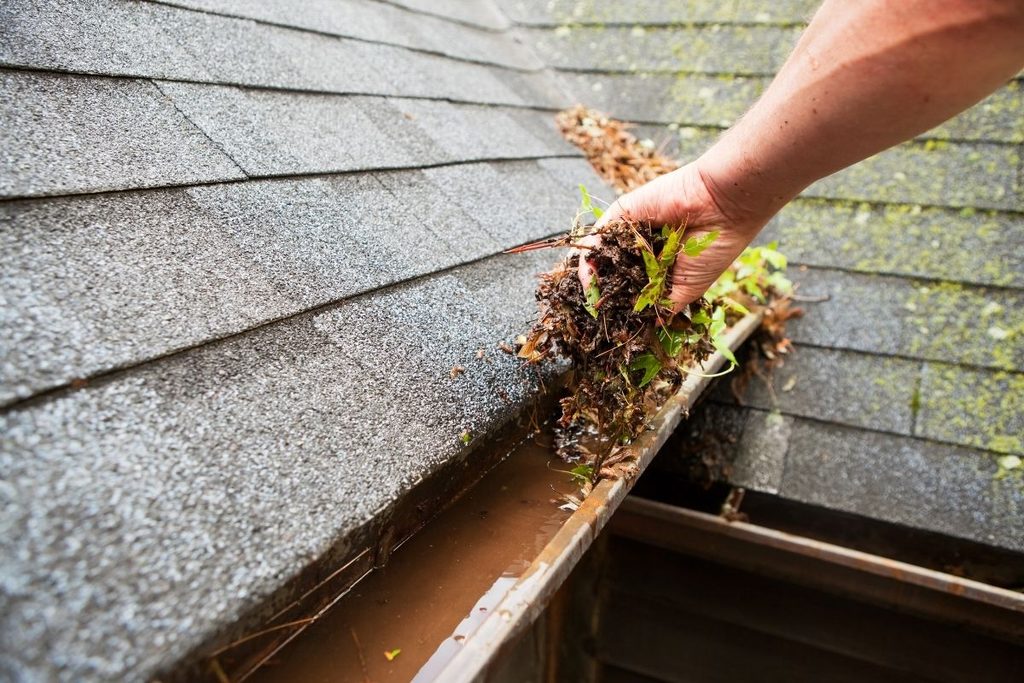 Clogged roof gutter with wet leaves, debris and moss on asphalt shingles.