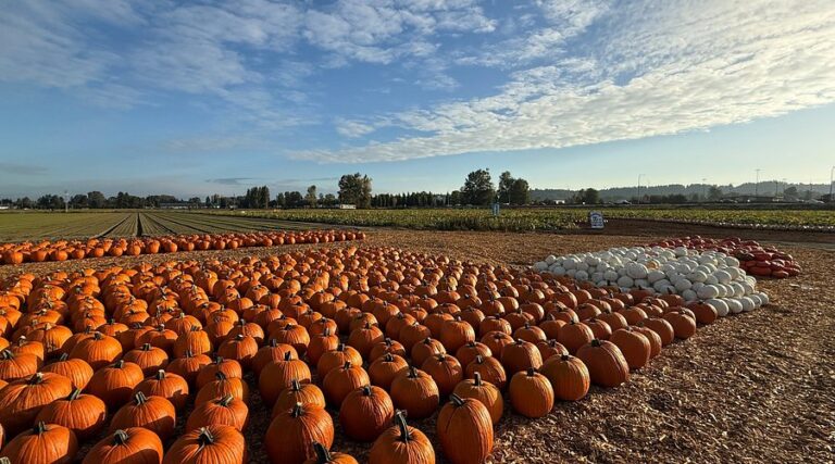 Carpinito Brothers pumpkin patch in Kent