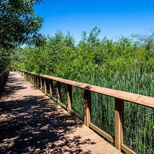 Springbrook Trail sunny boardwalk