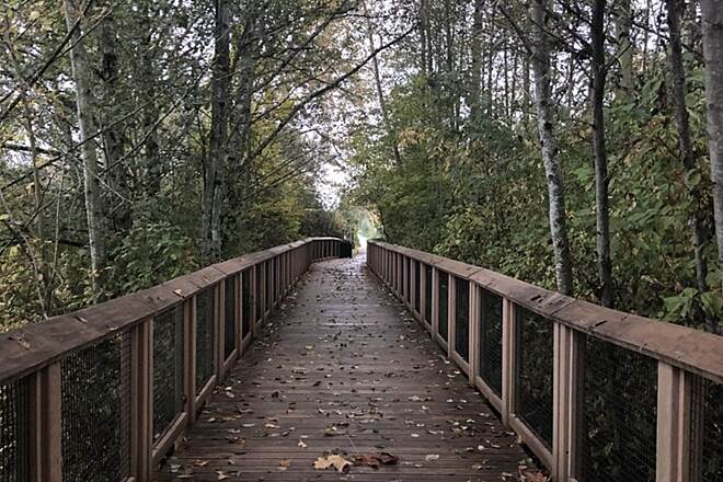 Springbrook Trail boardwalk