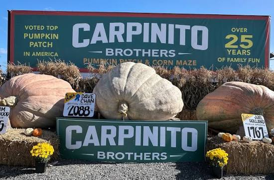 Pumpkins at Carpinito Brothers in Kent