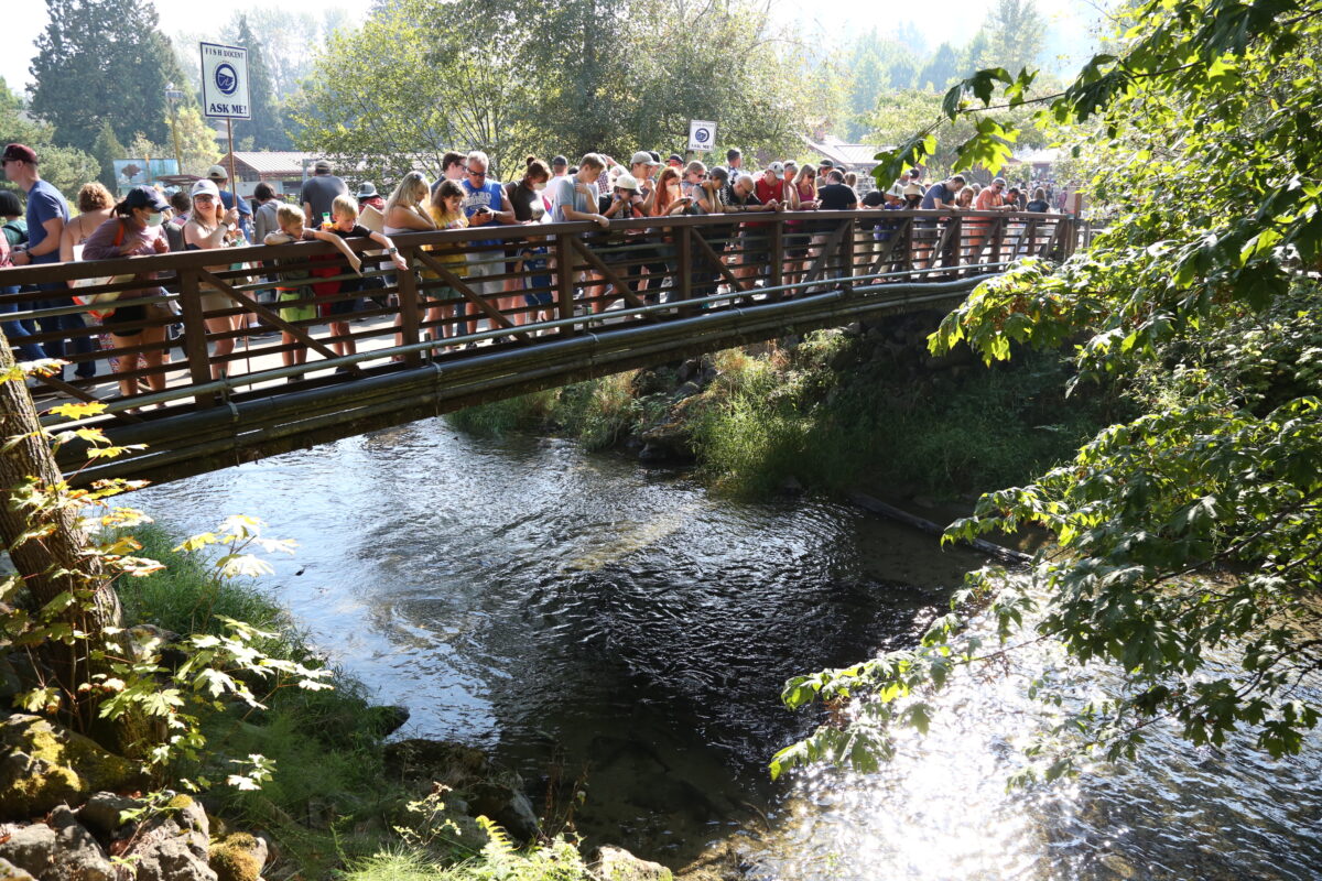 Crowds on the fish-viewing bridge during Salmon Days