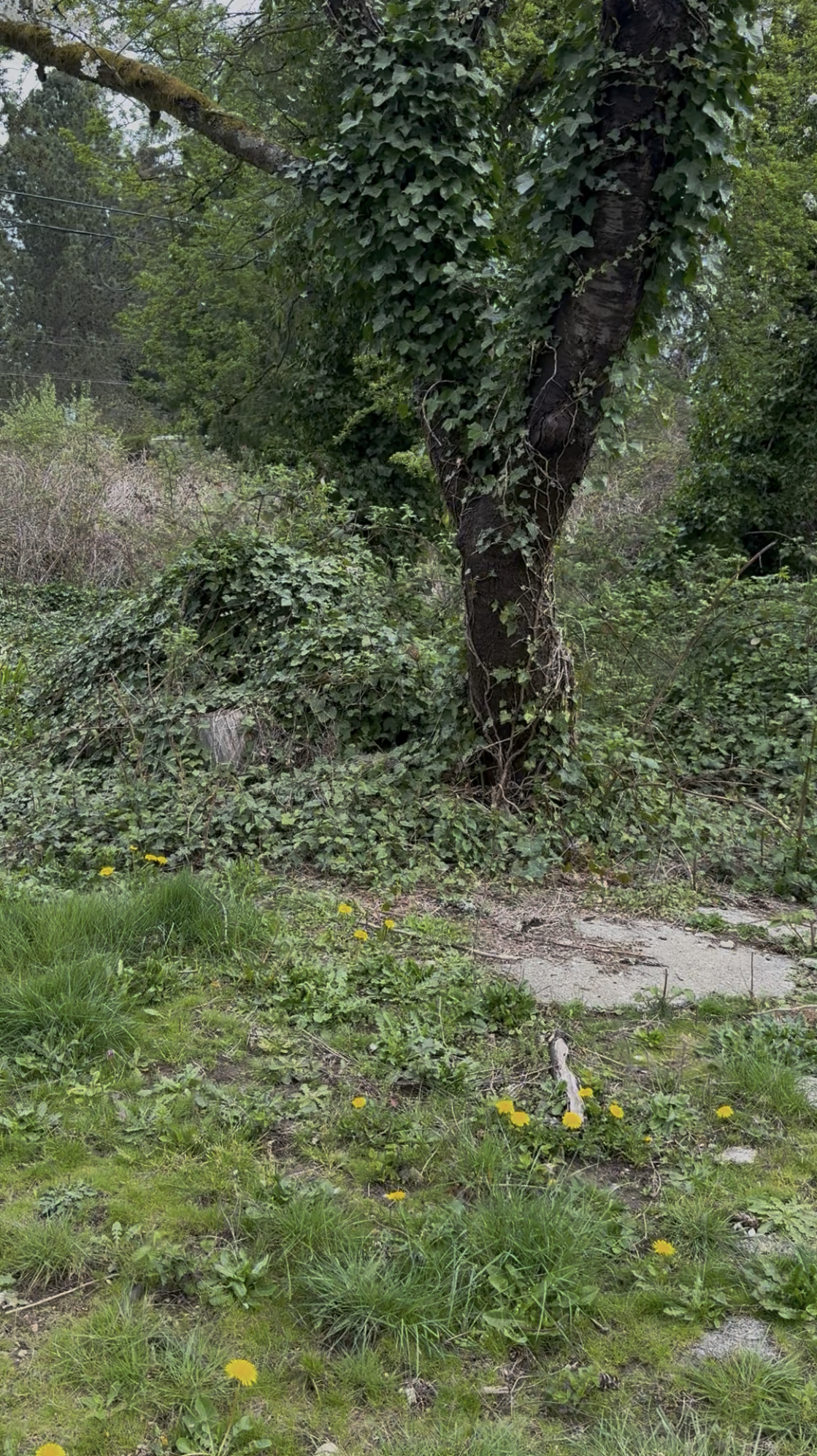 Tanya's overgrown backyard before the transformation began