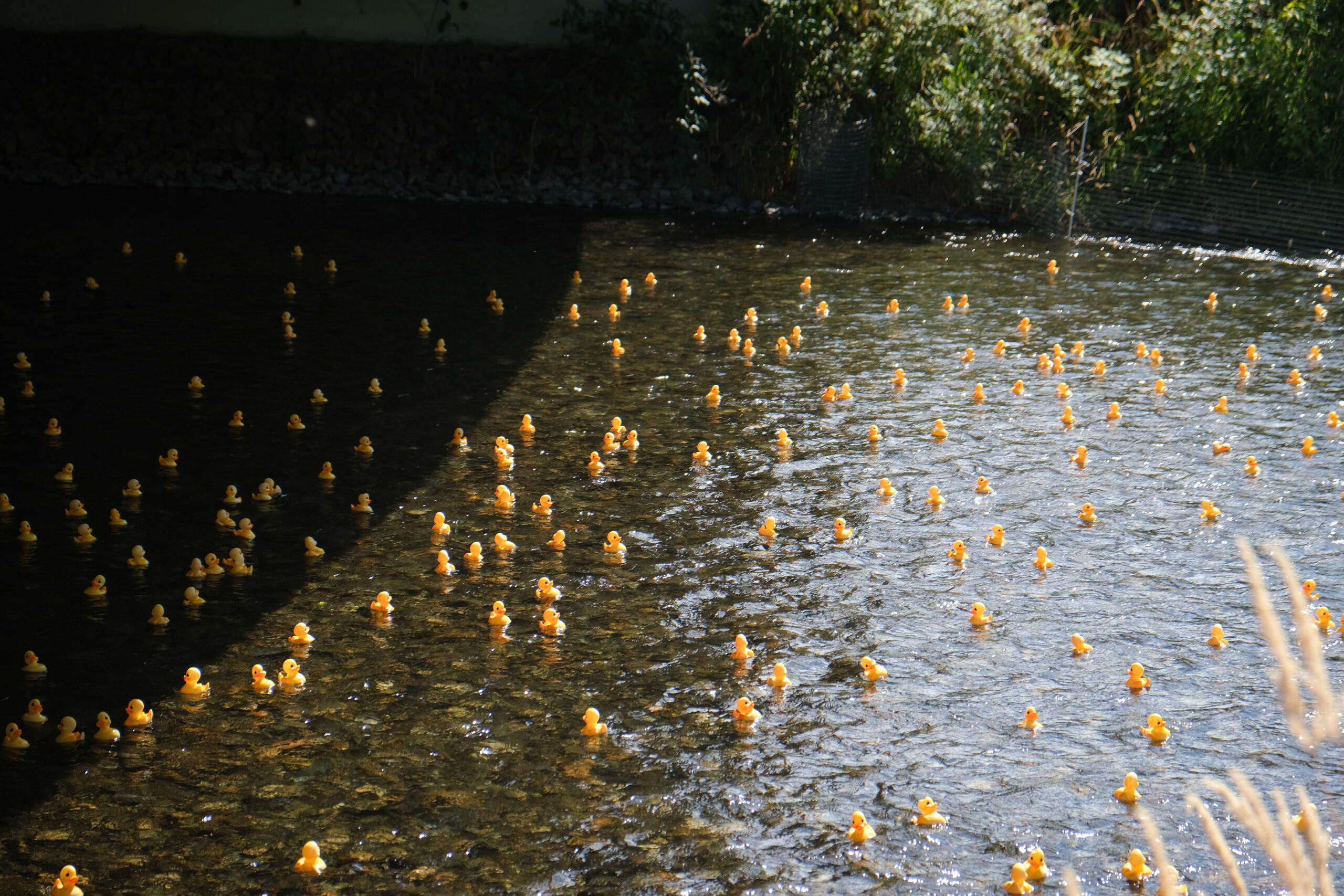 Great Cedar River Duck Race
